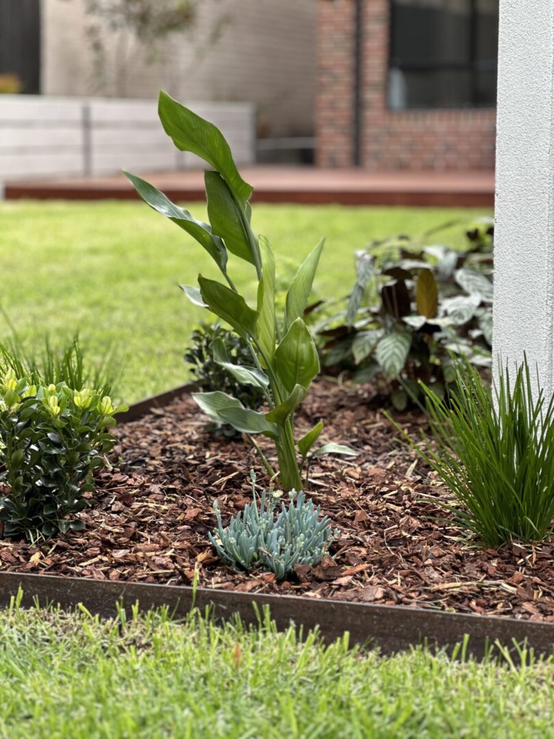 Low maintenance garden ideas for beginners